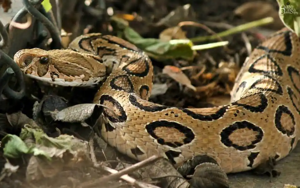 As cobras mais perigosas do mundo Russels Viper.jpg | Animais | animais, cobra, cobras, curioso, perigoso, serpentes, víboras