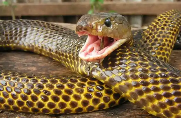 As cobras mais perigosas do mundo Samar cobra.jpg | Animais | animais, cobra, cobras, curioso, perigoso, serpentes, víboras
