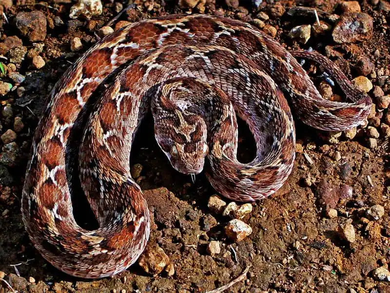 As cobras mais perigosas do mundo Saw Scaled Viper.jpg | Animais | animais, cobra, cobras, curioso, perigoso, serpentes, víboras