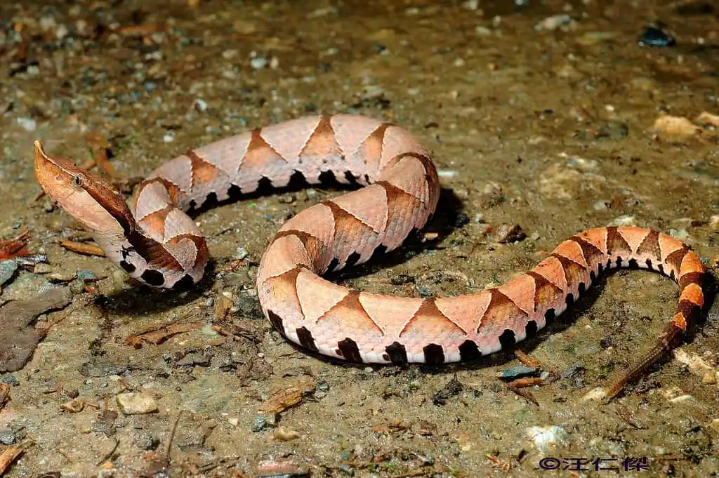 As cobras mais perigosas do mundo Sharp nosed pit viper.jpg | Animais | animais, cobra, cobras, curioso, perigoso, serpentes, víboras