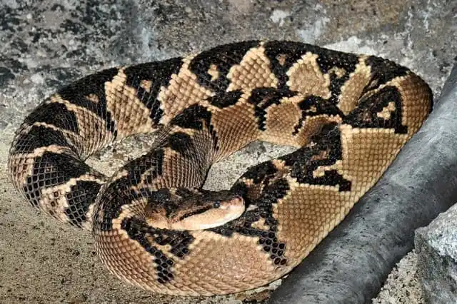 As cobras mais perigosas do mundo South American bushmaster.jpg | Animais | animais, cobra, cobras, curioso, perigoso, serpentes, víboras