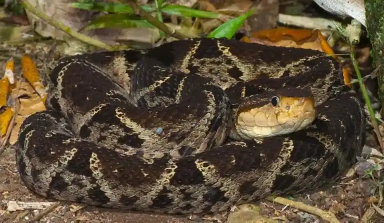 As cobras mais perigosas do mundo Terciopelo Viper.jpg | Animais | animais, cobra, cobras, curioso, perigoso, serpentes, víboras