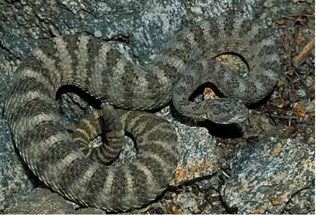 As cobras mais perigosas do mundo Tiger rattlesnake1.jpg | Animais | animais, cobra, cobras, curioso, perigoso, serpentes, víboras