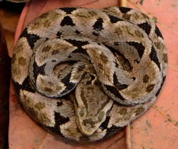 As cobras mais perigosas do mundo Ultimate Pit Viper.jpg | Animais | animais, cobra, cobras, curioso, perigoso, serpentes, víboras