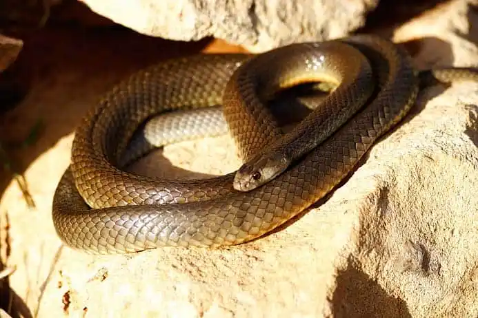 As cobras mais perigosas do mundo Western Brown snake.jpg | Animais | animais, cobra, cobras, curioso, perigoso, serpentes, víboras