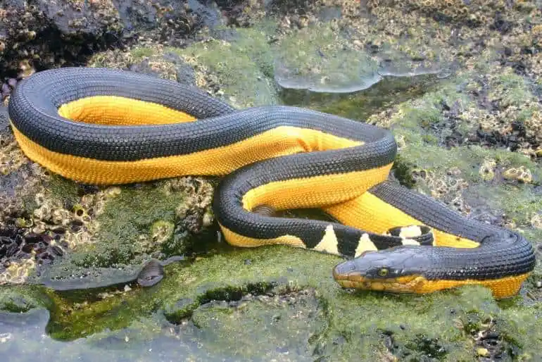 As cobras mais perigosas do mundo Yellow bellied sea snake.jpeg | Animais | animais, cobra, cobras, curioso, perigoso, serpentes, víboras