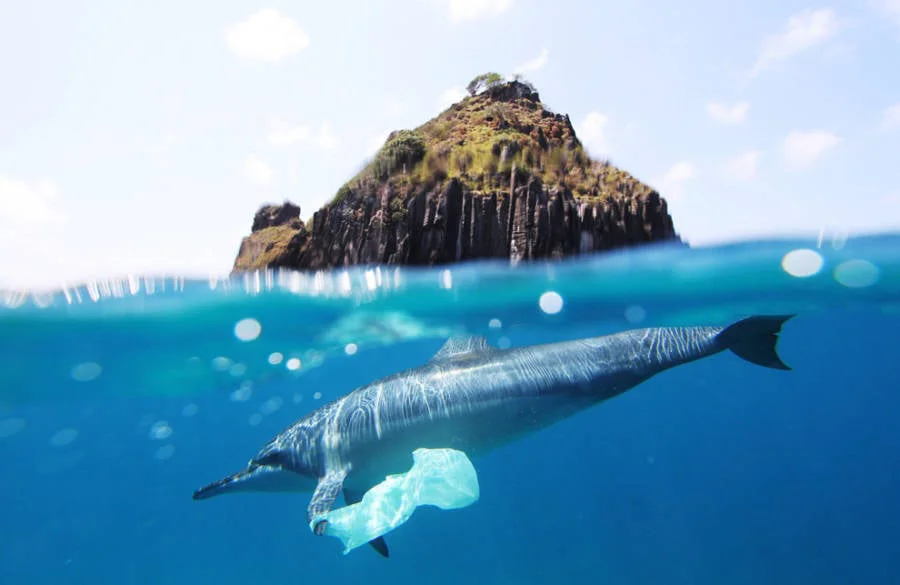 A lagarta e o problema do plástico dolphin with plastic bag | Animais | curiosidades, plastico, poluição