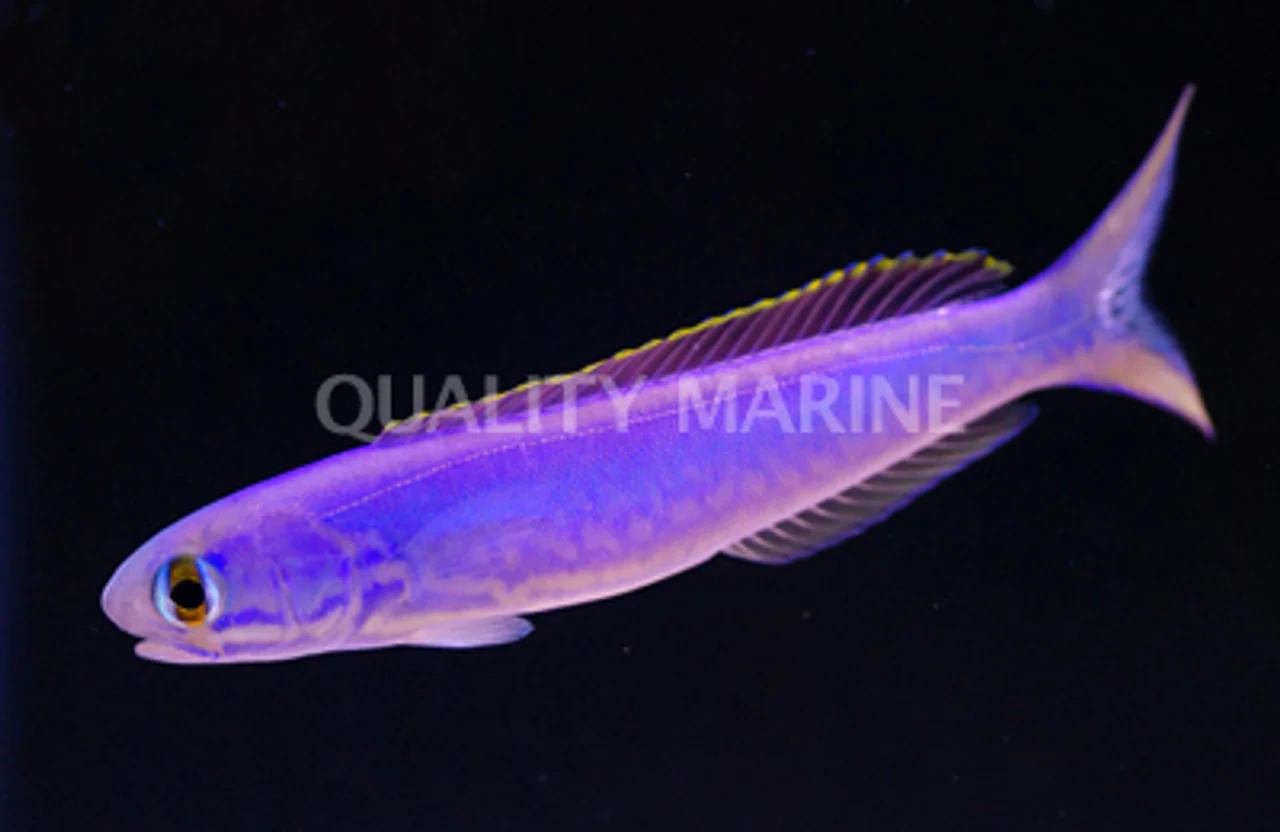Tilefish camaleão: O incrível peixe que fica mudando de cor sem parar 1185556 77876 | Animais | animais, incrível