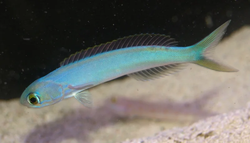 Tilefish camaleão: O incrível peixe que fica mudando de cor sem parar large 11473 Flashing Tilefish Goby LRNR | Animais | animais, incrível