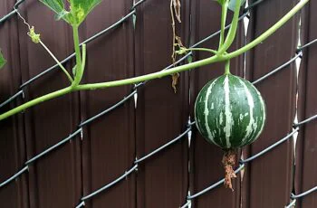 Conheça o morago Pérola Negra - O morango preto 2016 366 216 Wild Watermelon 28756292165 1 | Curiosidades | comida, curioso, morango, planta, preto, vegerais