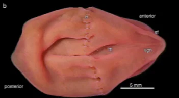Xenoturbella - O bicho mais bizarro da natureza? Xenoturbella hollandorum | Animais | animais, bichos, bizarro, estranho, fundo do mar