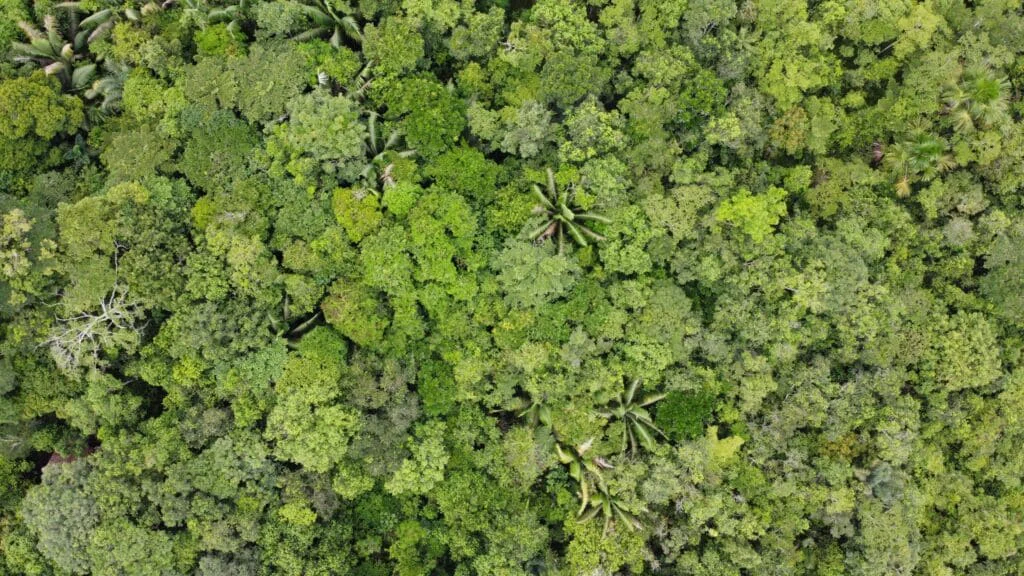 amazonas scaled 1 | Curiosidades | Amazônia, arqueólogos, Lidar, perdida