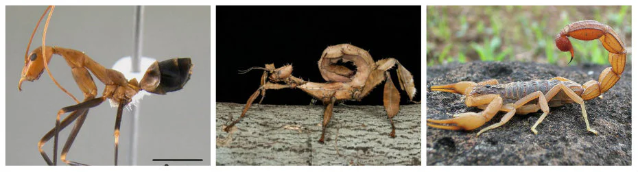 As curiosas formas dos ovos desse inseto vão te impressionar! bugcollage | Animais | animais, bichos, insetos