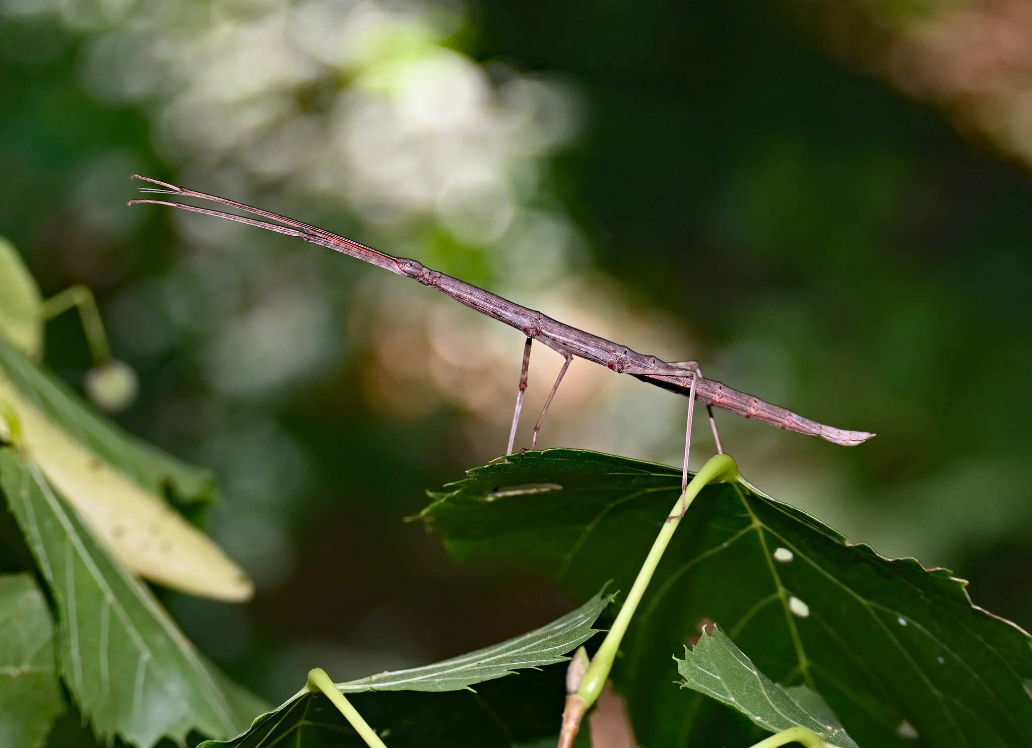 As curiosas formas dos ovos desse inseto vão te impressionar! female walkingstick 1 | Animais | animais, bichos, insetos