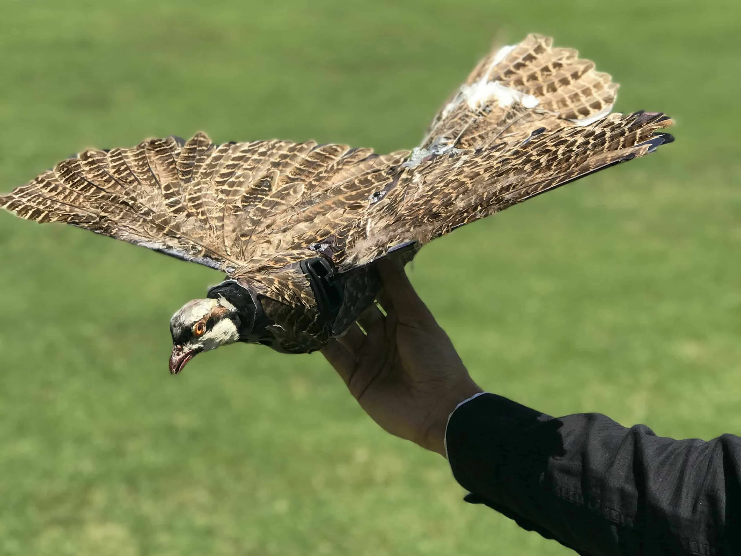 O fenômeno "Target": Nos limites da paranoia taxidermy bird 2 a09ef39e995442a221087476d00175b32d8130af scaled | Curiosidades | atômico, cia, conspiração, estados unidos, estranho, EUA, governo, guerra, mistérios, Textos