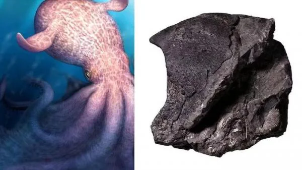 O polvo-monstro que dominou os oceanos no passado 169f17175a0525.img 1 | Animais | curiosidades, monstros, polvo